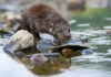 Oysters and Otters Help Protect Shorelines