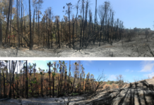 Urban Stream Management: Fire, Arundo Donax And Geomorphic Impacts Top image: 8 June 2018 burned riparian and hillslope. Middle image: 29 June 2018 burned riparian and hillslope with giant reed and palm regrowth in the riparian, Bottom image: 26 April 2019 non-native vegetation dominates post-fire site.