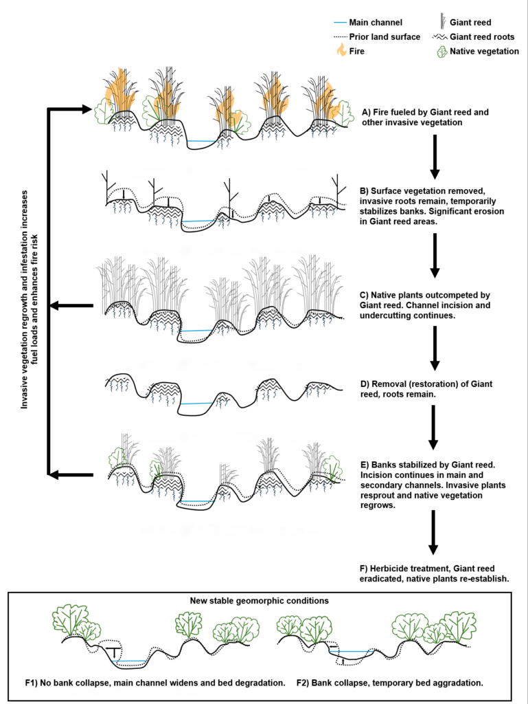 Figure 2. Conceptualization of fire and invasive plant disturbances.