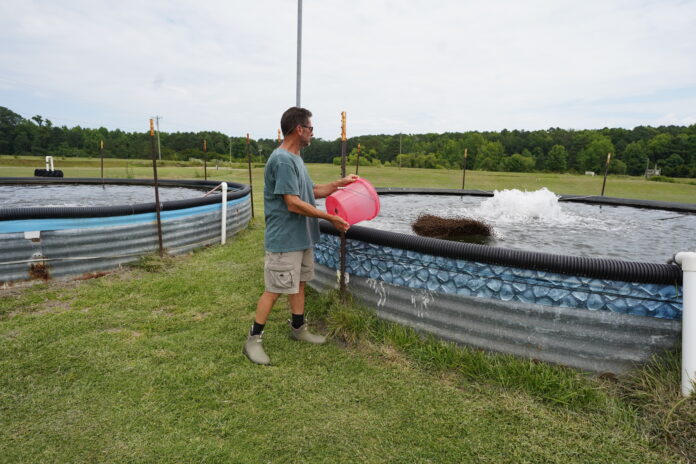 Fish production in aquaculture tanks.