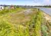 Three Years of Habitat Recovery and Community Growth Duwamish River People’s Park site habitat in 2024.