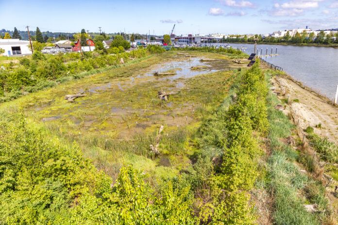 Duwamish River People’s Park site habitat in 2024.
