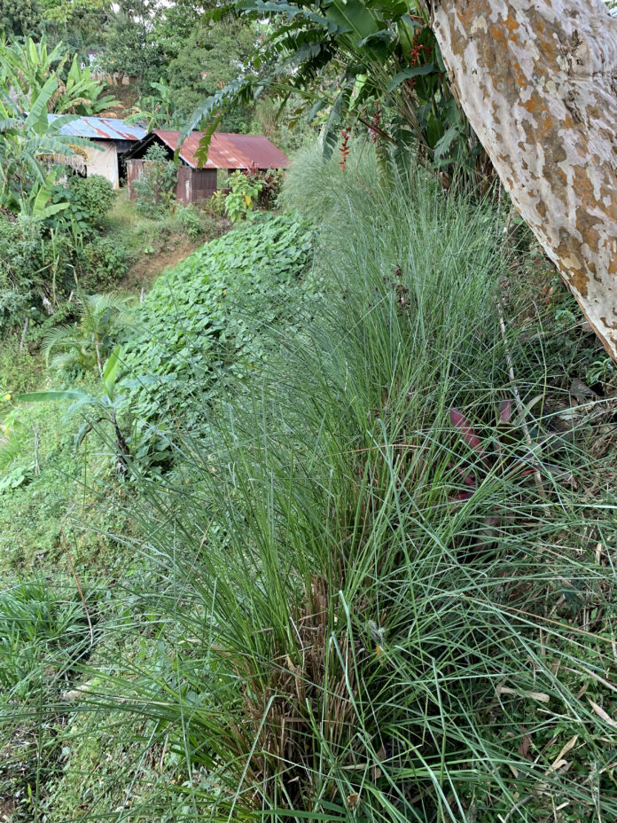 Hardy vetiver grass proves useful for erosion control in southern Oaxaca, México