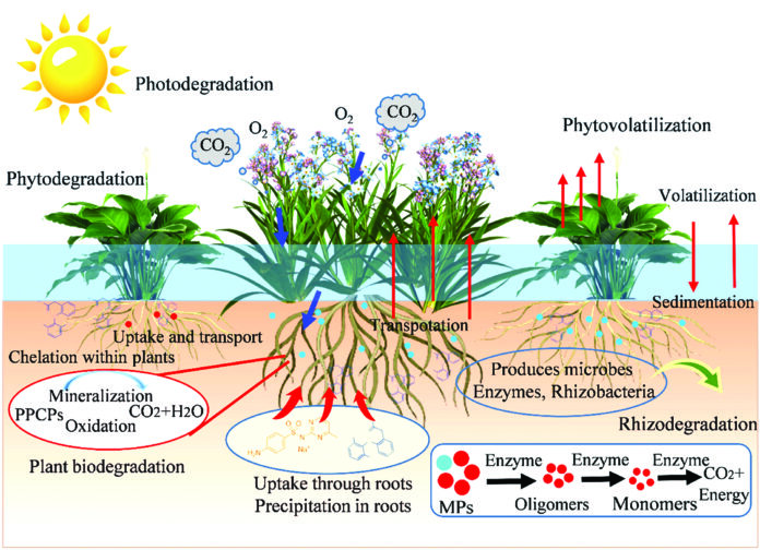 Diagram shows interactions among plants, substrates, microorganisms, and contaminant removal pathways in wetland systems.